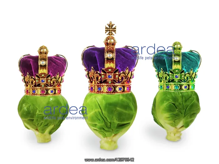 : Brussels Sprouts - with crowns - We Three Kings : Brussels Sprouts - with crowns - We Three Kings