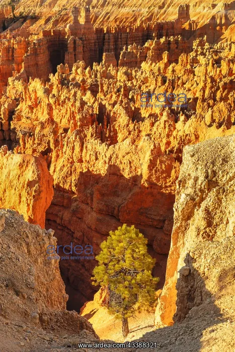 : Bryce Amphitheatre at sunrise, Bryce Canyon National : Bryce Amphitheatre at sunrise, Bryce Canyon National