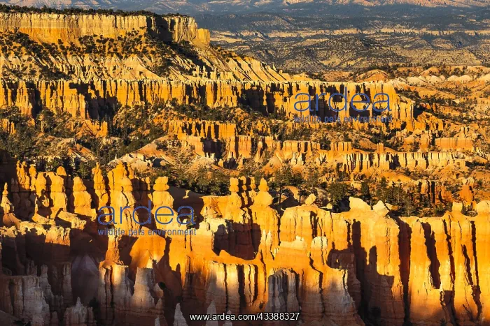 : Bryce Amphitheatre at sunset, Bryce Canyon National : Bryce Amphitheatre at sunset, Bryce Canyon National