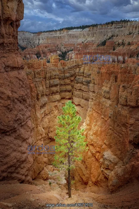: Bryce Canyon, Bryce Canyon National Park, Utah : Bryce Canyon, Bryce Canyon National Park, Utah