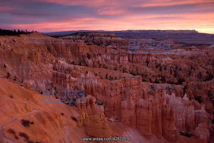 : Bryce Canyon National Park - dawn view from Sunset Point : Bryce Canyon National Park - dawn view from Sunset Point