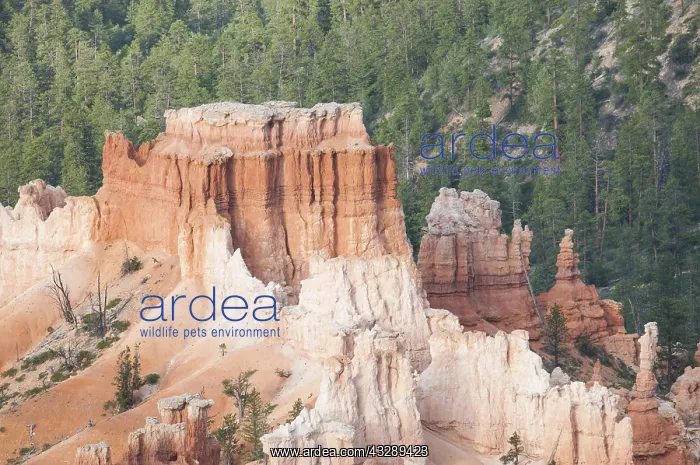 : Bryce canyon national park with forest in the b : Bryce canyon national park with forest in the b