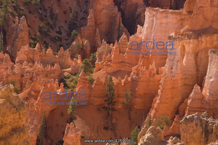 : Bryce Canyon National Park - Hoodoes and cliffs : Bryce Canyon National Park - Hoodoes and cliffs