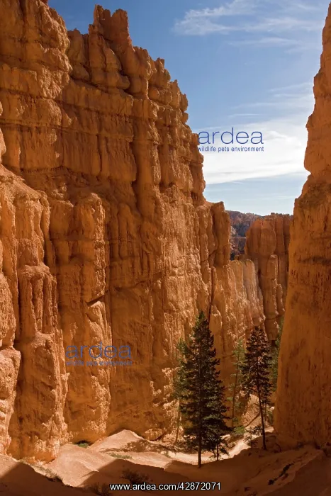 : Bryce Canyon National Park, Sandstone cliffs below : Bryce Canyon National Park, Sandstone cliffs below