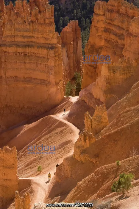 : Bryce Canyon National Park - trail down into canyon : Bryce Canyon National Park - trail down into canyon