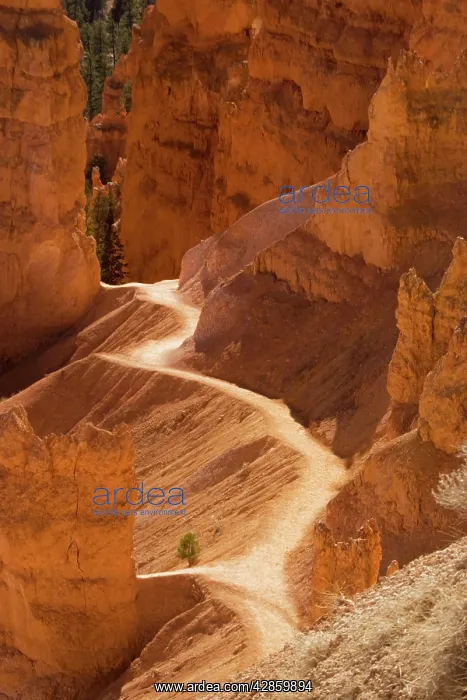 : Bryce Canyon: trail down into canyon from Sunrise Point : Bryce Canyon: trail down into canyon from Sunrise Point