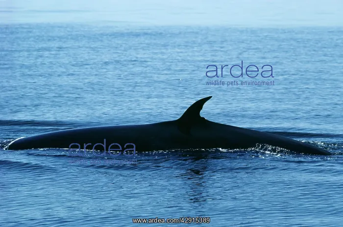  : Bryde's Whale
