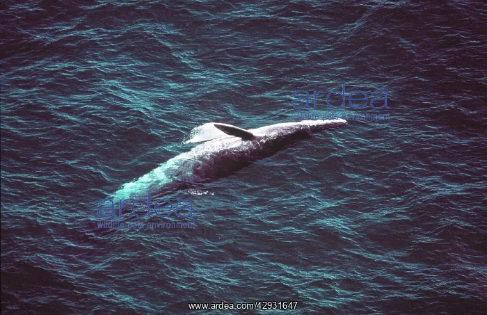 : Bryde's Whale - breaching : Bryde's Whale - breaching