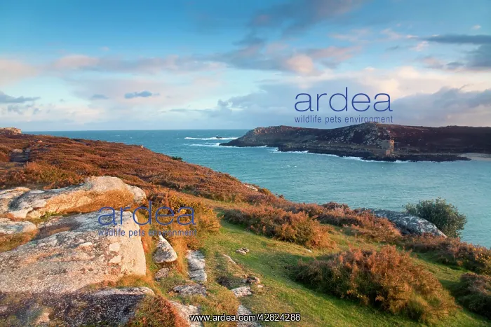 : Bryher - looking towards Tresco : Bryher - looking towards Tresco