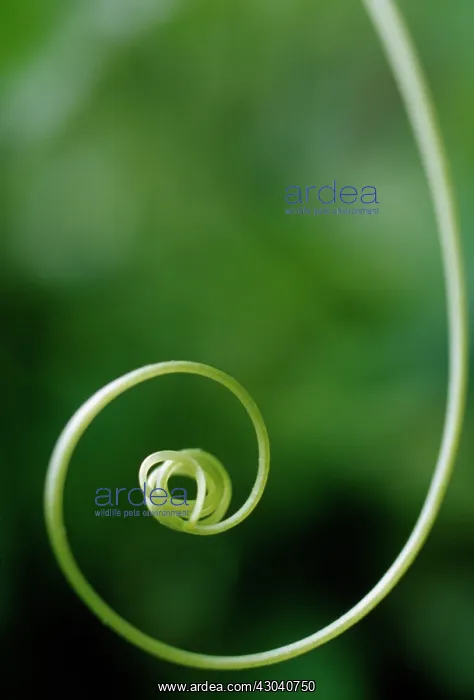 : Bryony, Bryonia dioica : Bryony, Bryonia dioica