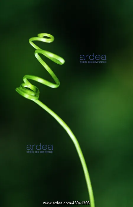 : Bryony, Bryonia dioica : Bryony, Bryonia dioica