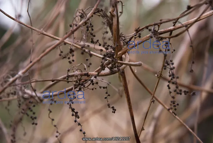 : Bryony, Bryonia dioica : Bryony, Bryonia dioica
