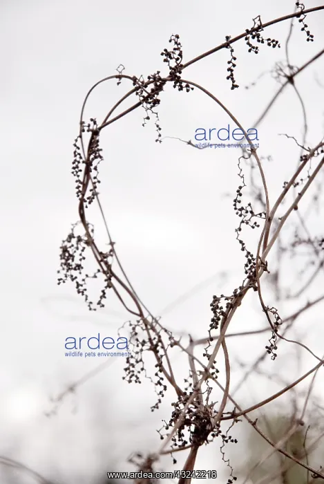 : Bryony, Bryonia dioica : Bryony, Bryonia dioica