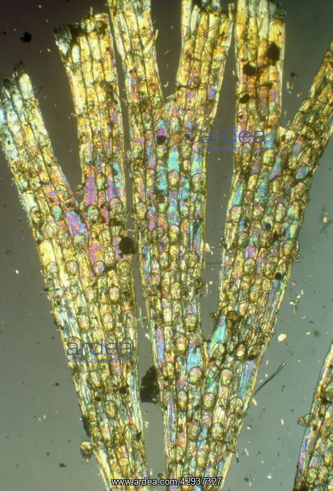 : Bryozoa - microscopic, x10 magnification : Bryozoa - microscopic, x10 magnification