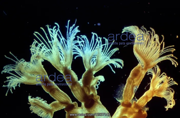 : Bryozoa - moss animals : Bryozoa - moss animals