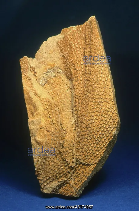 : Bryozoan Fossil : Bryozoan Fossil