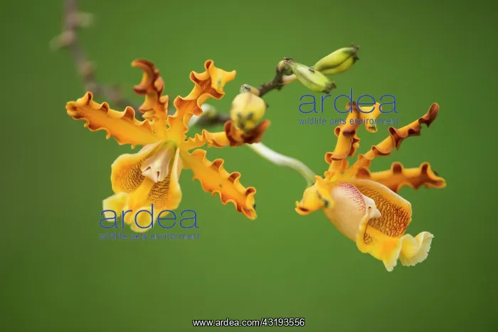 : Brys's schomburgkia (Myrmecophila brysiana), Montserrat : Brys's schomburgkia (Myrmecophila brysiana), Montserrat