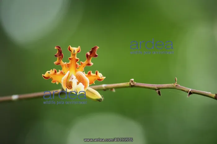 : Brys's schomburgkia (Myrmecophila brysiana), Montserrat : Brys's schomburgkia (Myrmecophila brysiana), Montserrat