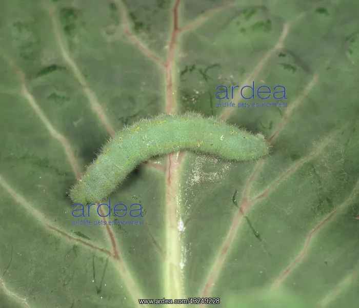 : BT treated caterpillar : BT treated caterpillar