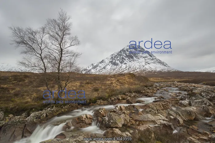 : Buachaille Etive Mor and river Caupall at Glen : Buachaille Etive Mor and river Caupall at Glen