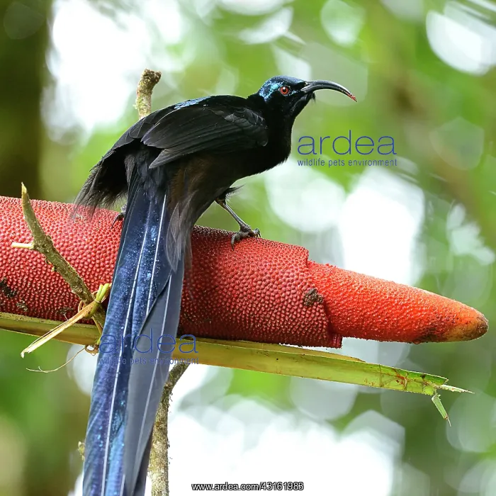 : Buah Merah : Buah Merah