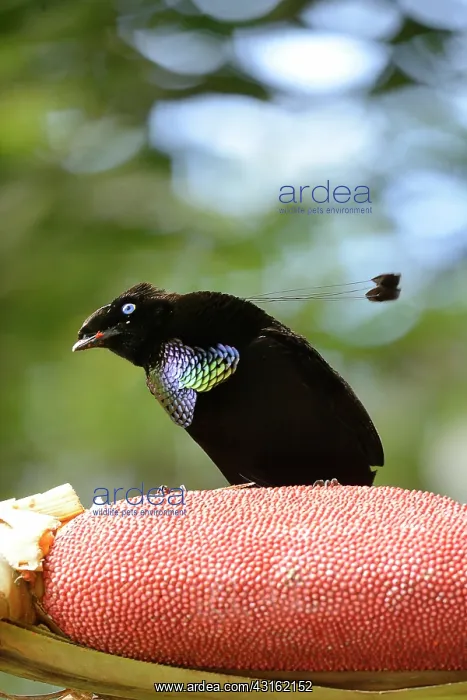 : Buah Merah : Buah Merah