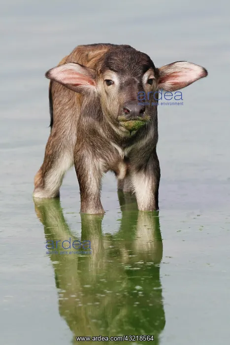 : Bubalus arnee f. bubalis, water buffalo, Asian water : Bubalus arnee f. bubalis, water buffalo, Asian water
