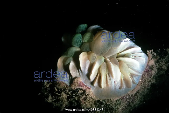  : BUBBLE CORAL