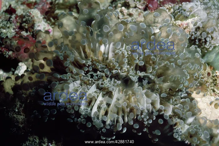: Bubble Coral : Bubble Coral