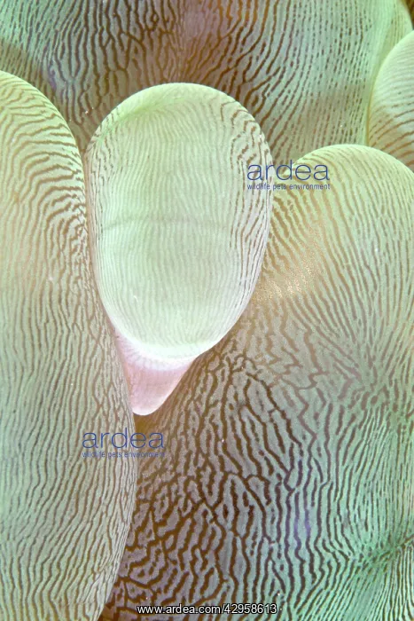 : Bubble Coral : Bubble Coral