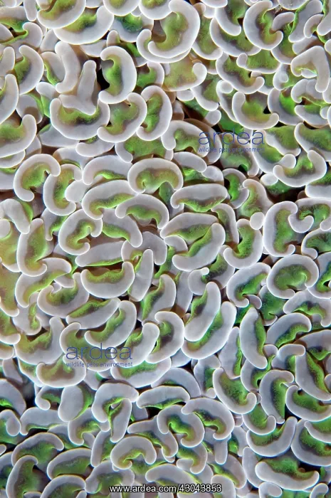  : Bubble Coral