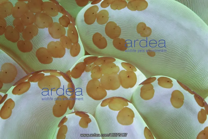 : Detail of bubble coral (Plerogyra sinuosa), with : Detail of bubble coral (Plerogyra sinuosa), with
