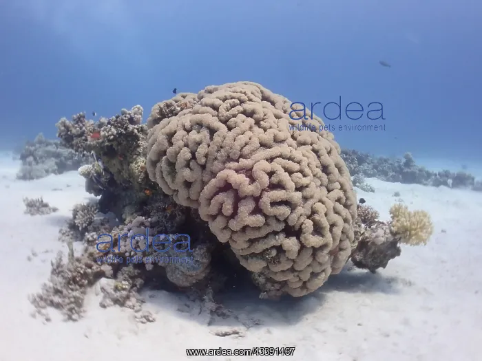 : Bubble coral (Plerogyra sinuosa), dive site House : Bubble coral (Plerogyra sinuosa), dive site House