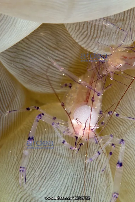 : Bubble Coral Shrimp : Bubble Coral Shrimp