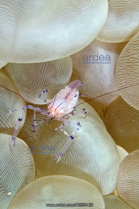 : Bubble Coral Shrimp : Bubble Coral Shrimp