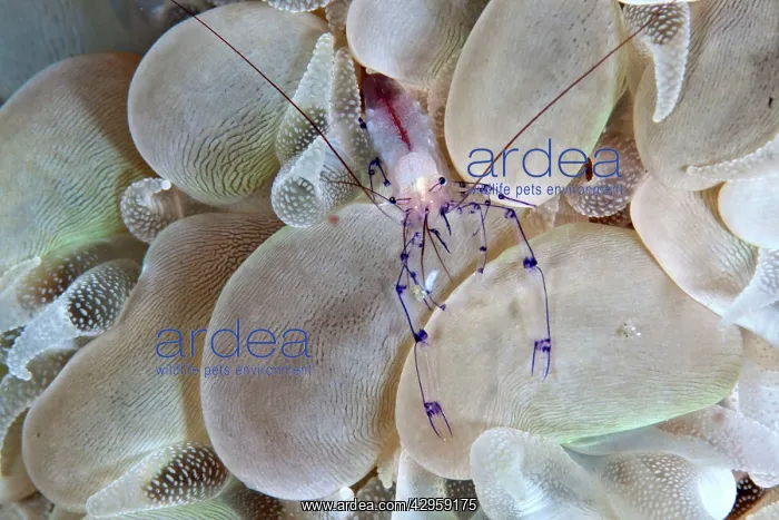 : Bubble Coral Shrimp : Bubble Coral Shrimp