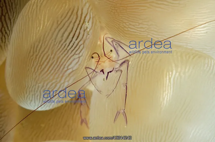 : Bubble Coral Shrimp on Bubble Coral (Plerogyra sinuosa) : Bubble Coral Shrimp on Bubble Coral (Plerogyra sinuosa)