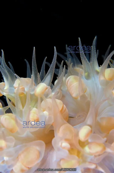  : Bubble Coral vesicles during night dive
