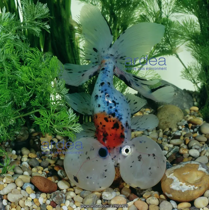 : Bubble-eye Goldfish : Bubble-eye Goldfish