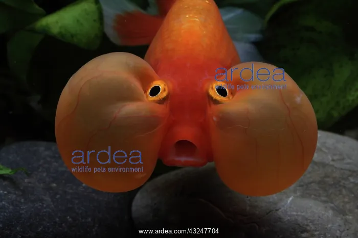 : Bubble eyes goldfish : Bubble eyes goldfish