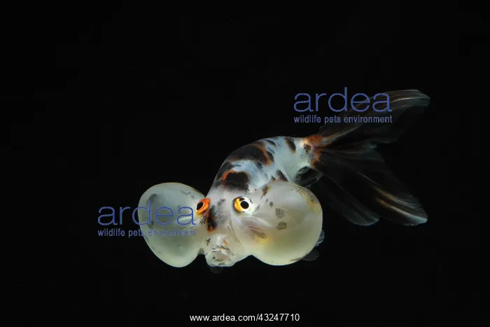 : Bubble eyes goldfish : Bubble eyes goldfish