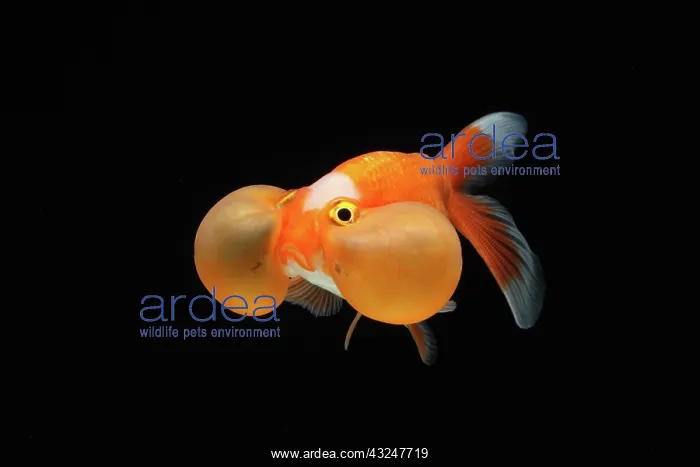 : Bubble eyes goldfish : Bubble eyes goldfish