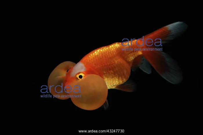 : Bubble eyes goldfish : Bubble eyes goldfish