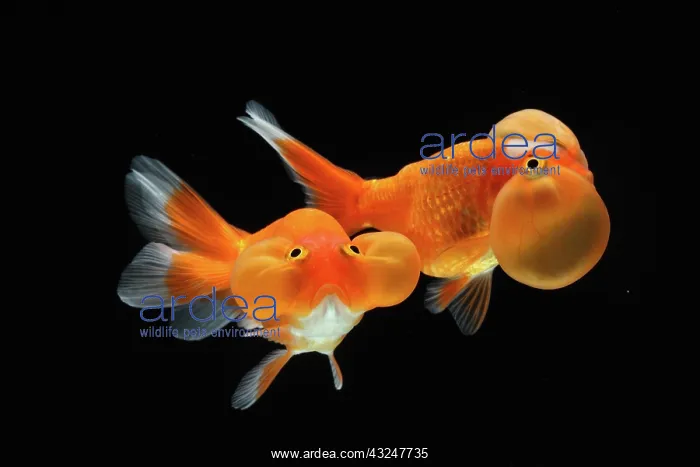 : Bubble eyes goldfish : Bubble eyes goldfish