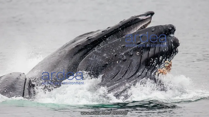  : Bubble-net feeding of the Humpback whale (Megapt