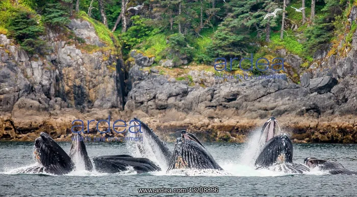 : Bubble-net feeding of the Humpback whales (Megap : Bubble-net feeding of the Humpback whales (Megap