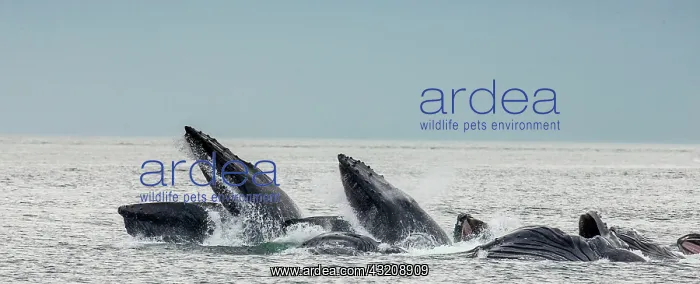 : Bubble-net feeding of the Humpback whales (Megap : Bubble-net feeding of the Humpback whales (Megap