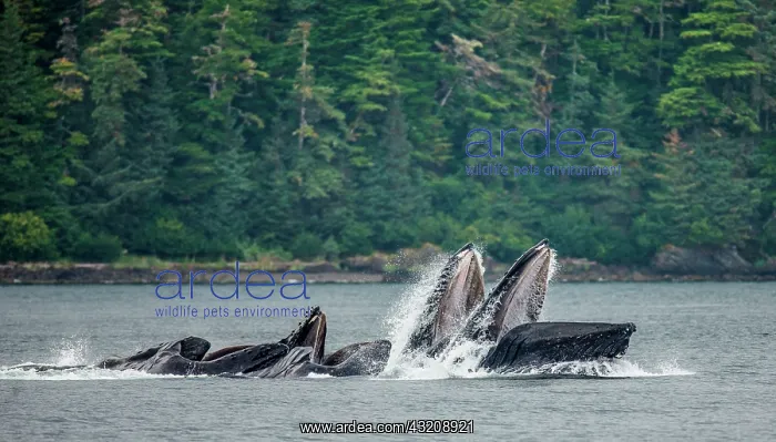 : Bubble-net feeding of the Humpback whales (Megap : Bubble-net feeding of the Humpback whales (Megap