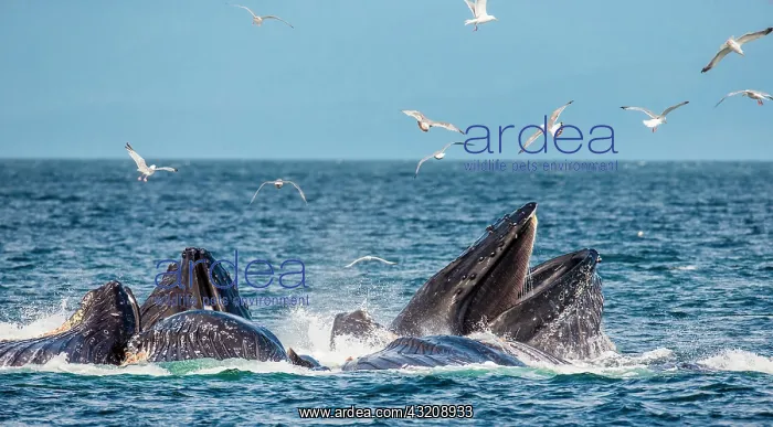  : Bubble-net feeding of the Humpback whales (Megap