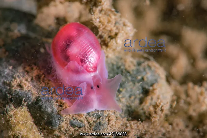 : Bubble Snail (Bullina sp), Tahiti, French Polynesia : Bubble Snail (Bullina sp), Tahiti, French Polynesia